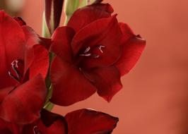Gladiolus Red Bloom