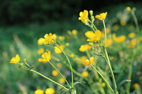 Yellow Grass Green