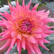 Flower Bright Pink Dahlia L