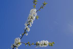 Cherry Blossom Bloom