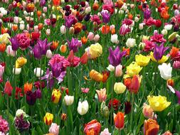 Tulip Flower Colors