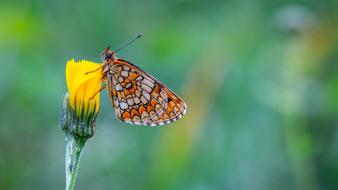 Butterfly The Metalmark Flower