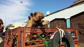 Egyptian Animals Camels