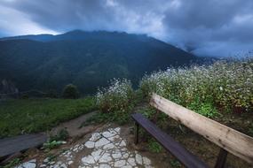 Agriculture Beauty Green Buckwheat