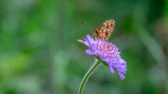 Butterfly The Metalmark Flower