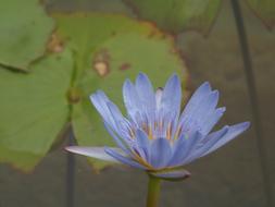 Lotus Water Flower
