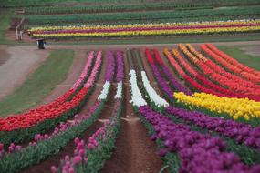 Tulip Flower