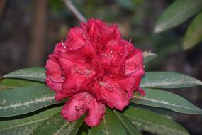 Flower Red Nature