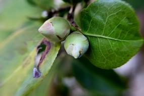 Leaf Nature Plant