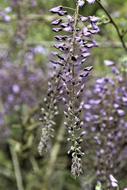 Wisteria Flower Bloom