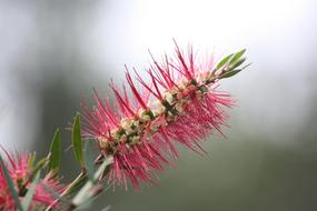 Flower Australia Australian