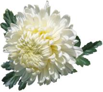 Chrysanthemum White Flower