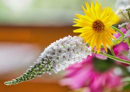 Loosestrife Marigold Flower