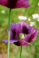 Flower Plant Nature