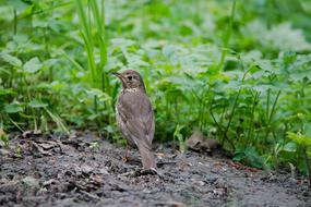 Nature Animal World Grass