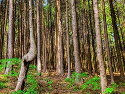 Woods Wood Natural