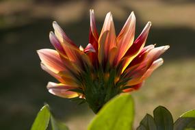 Nature Flower Plant