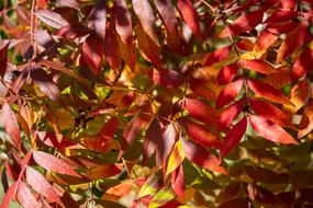 Autumn Fall Nature
