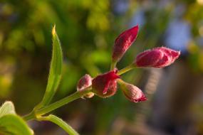 Nature Petals