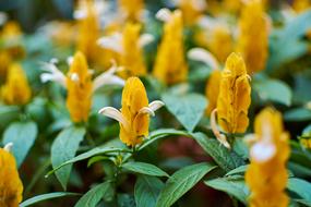 Brandegeeana Plant Flower