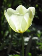 Nature Sunlight Flower