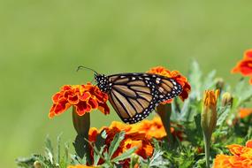Nature Butterfly Flower