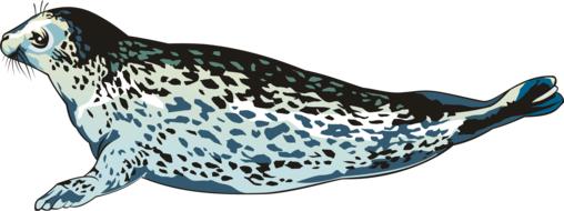 seal ice floe nature animals