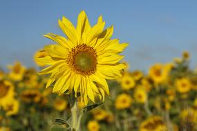Sunflower Flower Nature