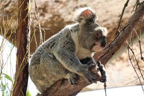 Nature Animal World