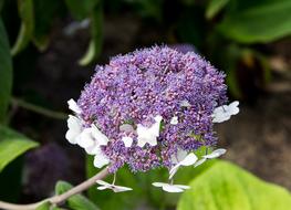Hydrangea Flower Plant