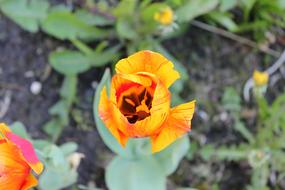 Tulip Orange Red