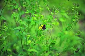 Small Flowers Butterfly