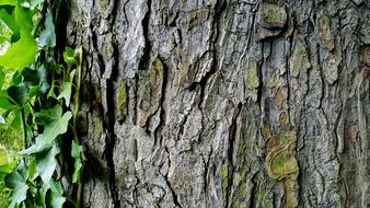 Tree Bark Ivy