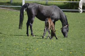 Thoroughbred Arabian Main And