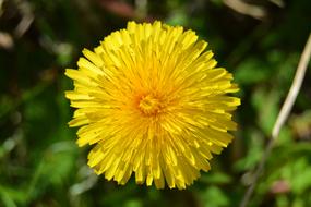 Sonchus Oleraceus Picnic Macro