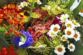 Flower Nature Plant
