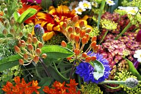 Flower Nature Plant