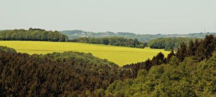 Landscape Forest Meadow