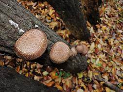 Mushroom Forest Nature The