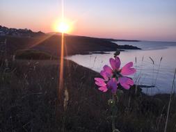 Sunset Flower Colors