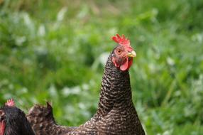 Nature Bird Poultry