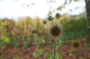 Nature garden plant blur macro