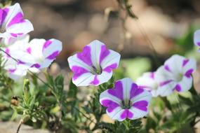 Flower Plant Nature