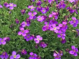 Flower Purple