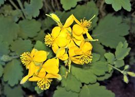 Plant Greater Celandine Yellow