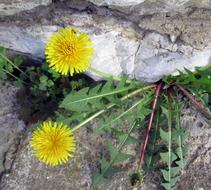Spring flower nature macro blur
