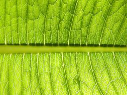 Leaf Plant Vein