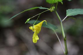 Summer Flowers Wildflower Yellow