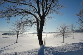 Winter Tree Snow