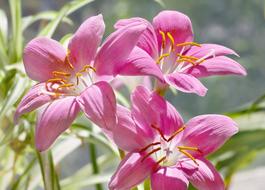 Flowers Zephyranthes Pink